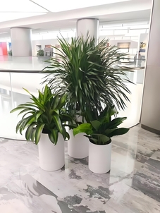 奉化绿植租赁公司，专业呵护每一株绿植